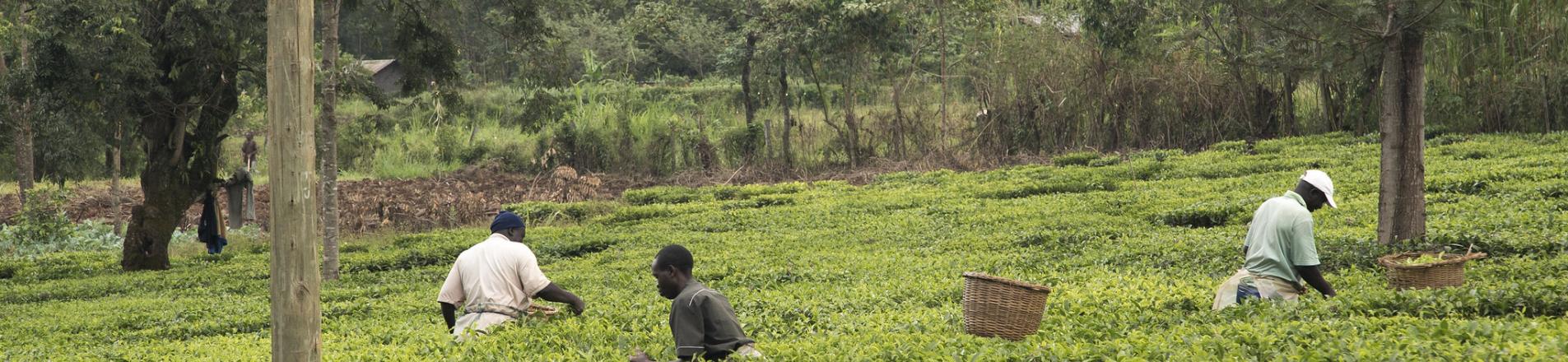 Agricultural Technology in Africa