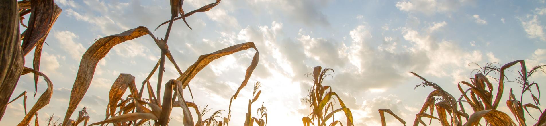 Dry crops