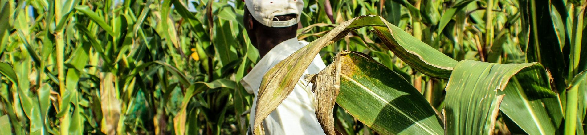 Man working on a cornfield in Kenya