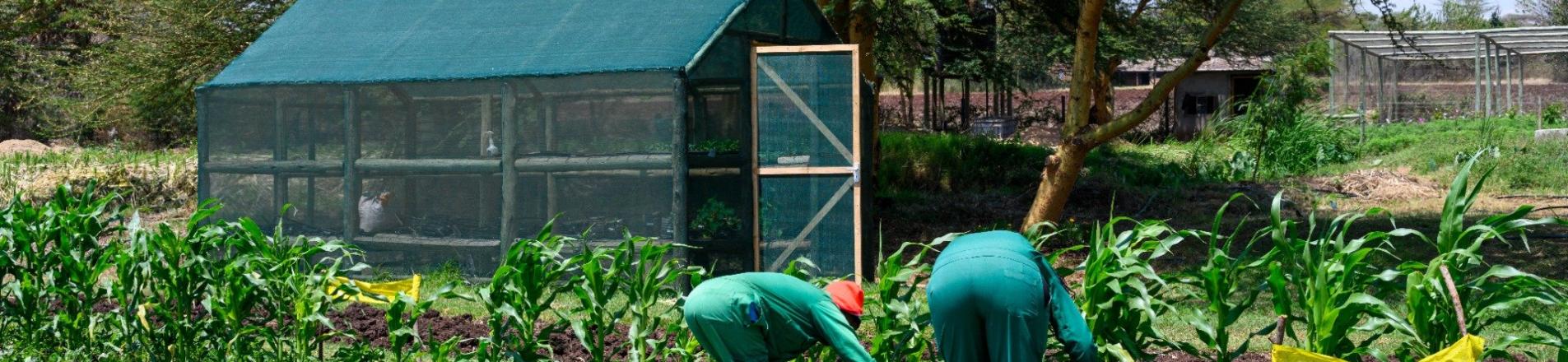 Kenyan farmers