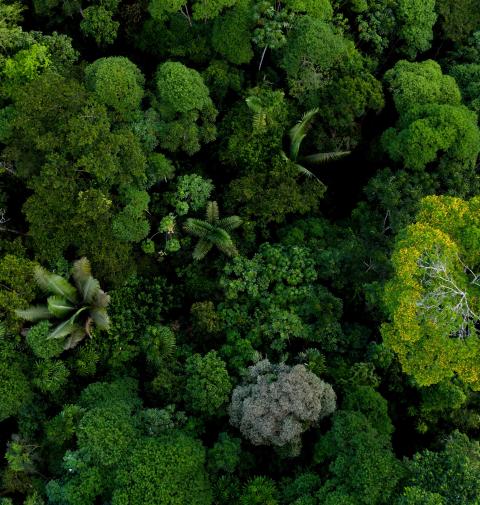 a forest, representing an ecosystem