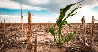 rising temperatures put agriculture under increasing pressure