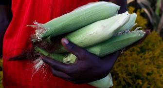 Man holding corn