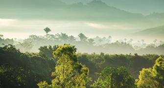 conserving jungles in Mexico