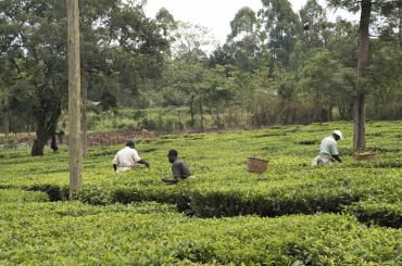 Agricultural Technology in Africa