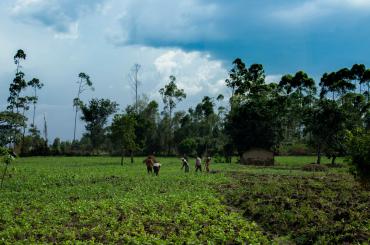 Ugandan farmers working