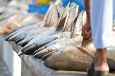 captured sharks being sold at market, reflecting this article focus on human's role in extinction