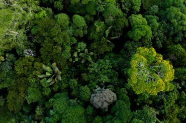 a forest, representing an ecosystem