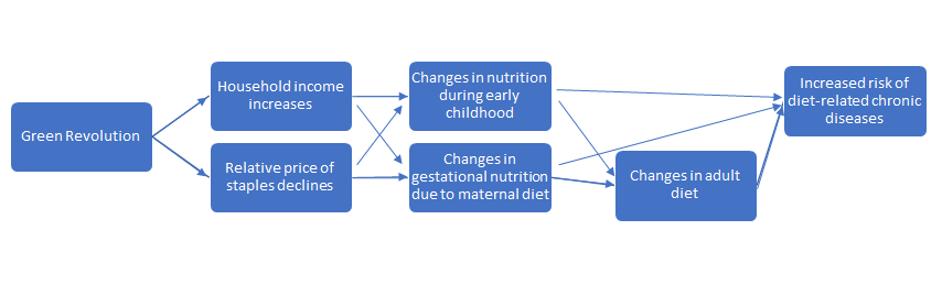 Theory of change: How exposure to the Green Revolution in early childhood affects diabetes risk