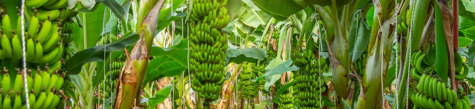 banana plantation ecuador