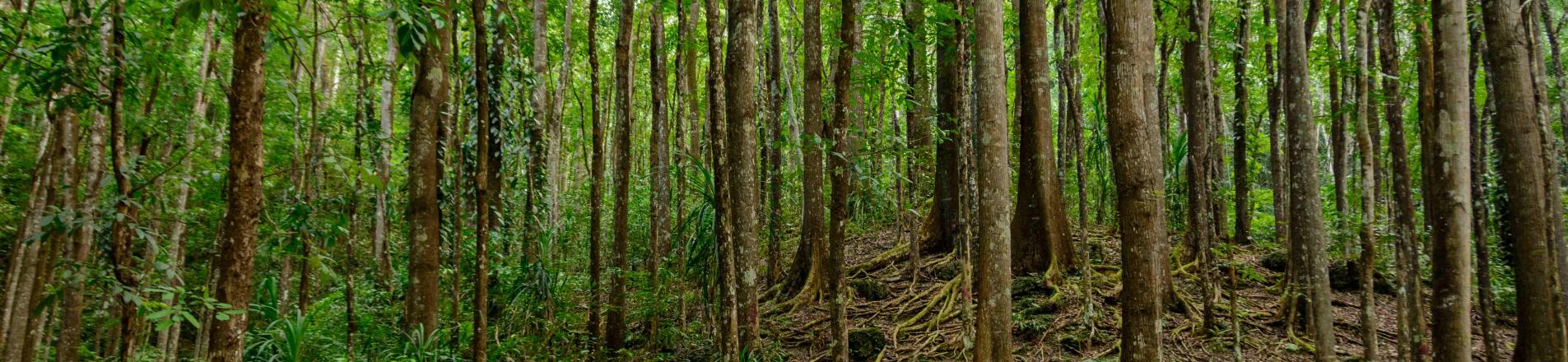 Trees in the Phillipines