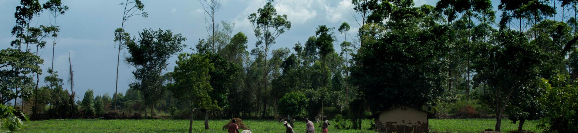 Ugandan farmers working