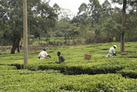 Agricultural Technology in Africa