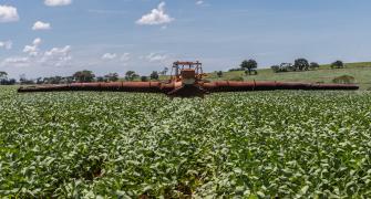 brazilian farmer applies pesticide to soybean