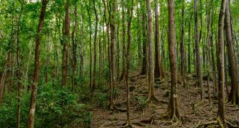 Trees in the Phillipines