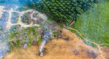 land clearing for palm oil plantation