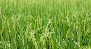 new crops after green revolution in India