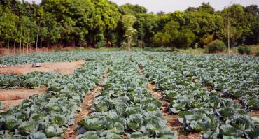 training farmers to employ row planting