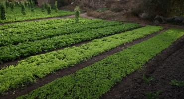 farmers field in Burkina Faso