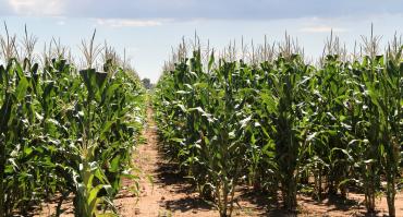 Maize plants