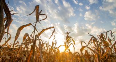 Dry crops