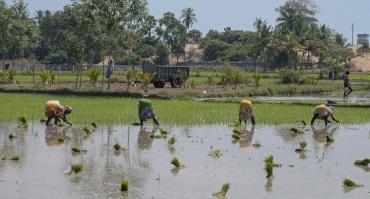 Indian workers