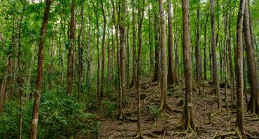 Trees in the Phillipines