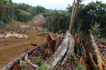 deforestation Amazon