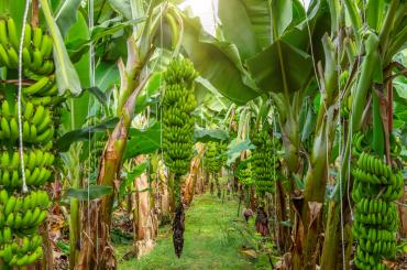 banana plantation ecuador