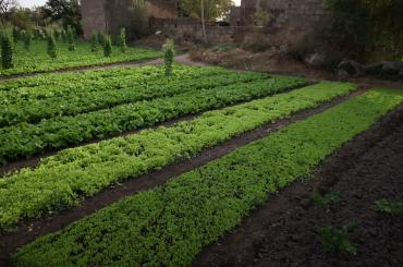 farmers field in Burkina Faso