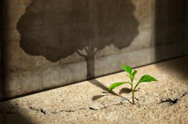 Small plant with shadow of a big tree, representing the article topic of industrial policy for small business