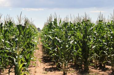 Maize plants