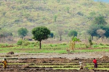 Farmers working the land