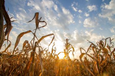 Dry crops