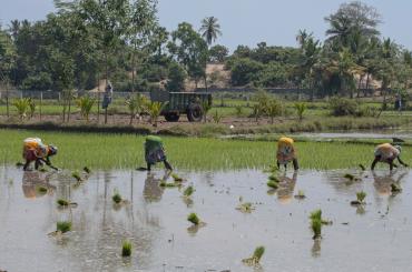 Indian workers