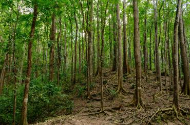 Trees in the Phillipines