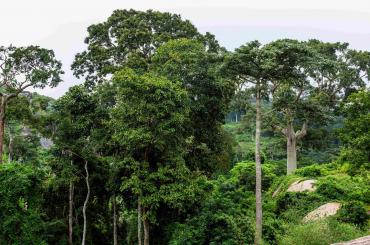 Nigerian forest