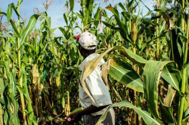 Man working on a cornfield in Kenya